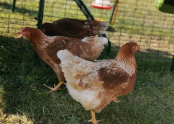 Hühner: Nicht nur in Krisenzeiten die perfekten Haustiere