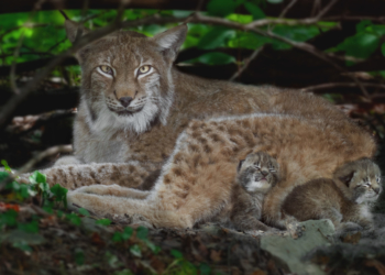 © Richard Mayer/Wildpark