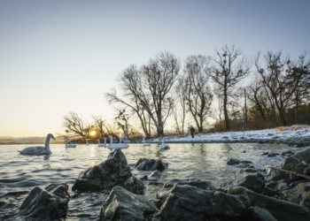 Das erste „Vorarlberger Naturpicknick“ führt am 16. Jänner 2021 zum Birdwatching an den Bodensee.
© Dietmar Denger/Vorarlberg Tourismus