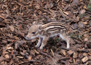 Wildschwein Baby © Manfred Baumann