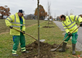 Baumpflanzung am Radweg Madlüns in Brederis © Marktgemeinde Rankweil