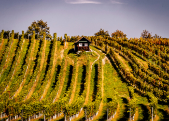 Weinbaugebiet in NÖ © Robert Herbst