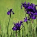 Iris. Foto: Helmut Köck