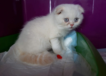 Qualzuchten wie Scottish-Fold-Katzenwelpen werden auch in Vorarlberg häufig auf Internetseiten oder Social-Media-Plattformen angeboten.