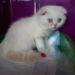 Qualzuchten wie Scottish-Fold-Katzenwelpen werden auch in Vorarlberg häufig auf Internetseiten oder Social-Media-Plattformen angeboten.