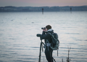 Vogelliebhaber:innen werden am Vorarlberger Naturpicknick, das zum Birdwatching an den Bodensee führt, ihre Freude haben. Foto: Dietmar Denger