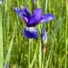Irisblüte in Matschels. Foto: Helmut Köck