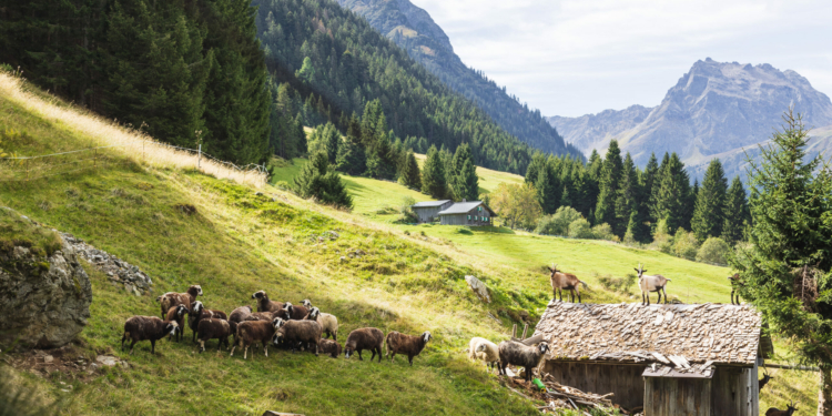 Quelle: Montafon Tourismus, Fotograf: Christian Hirschmann