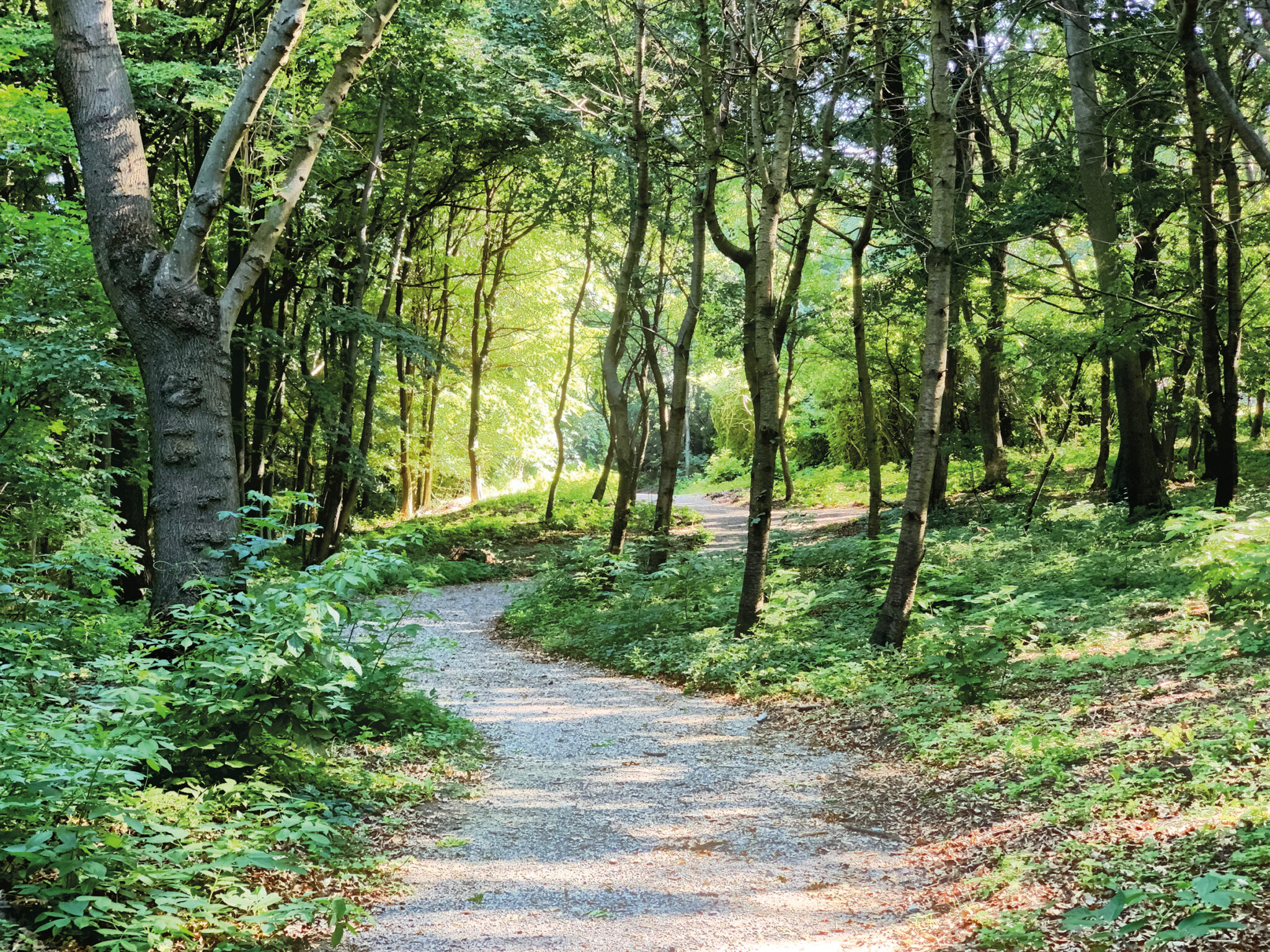 Letzte Ruhestätte im Klosterwald Neue Bestattungsmöglichkeiten in