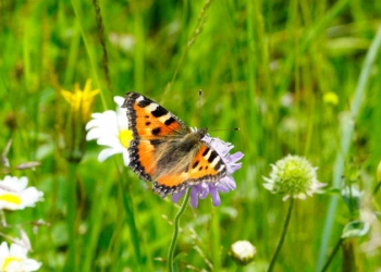 Kleiner Fuchs (Aglais urticae). Foto: Eva Benedikt