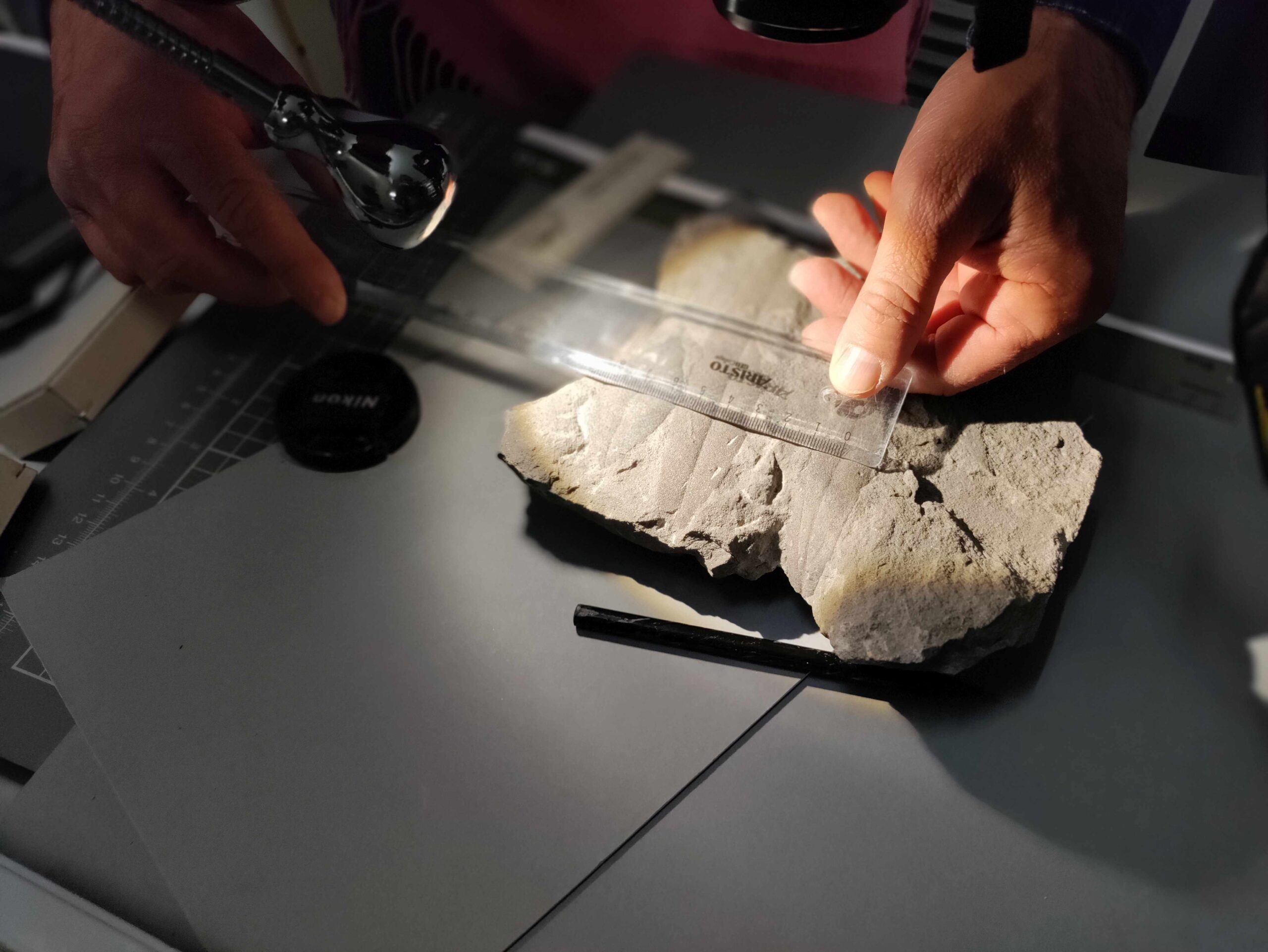 inatura Science - Café: „Als Bregenz noch am Meer lag – Was uns Pflanzenfossilien aus Vorarlberg erzählen können“