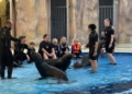 Ein unglaubliches Highlight ist das Schwimmen mit Seelöwen, bei dem die Teilnehmer viel über diese tollen Tiere erfahren. Fotos: Bandi R. Koeck