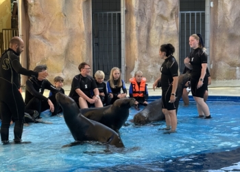 Ein unglaubliches Highlight ist das Schwimmen mit Seelöwen, bei dem die Teilnehmer viel über diese tollen Tiere erfahren. Fotos: Bandi R. Koeck