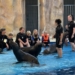 Ein unglaubliches Highlight ist das Schwimmen mit Seelöwen, bei dem die Teilnehmer viel über diese tollen Tiere erfahren. Fotos: Bandi R. Koeck