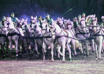 Bilder: Pferd Bodensee/Messe Friedrichshafen
