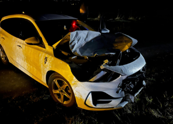 Wildunfall. Bild: Landespolizei