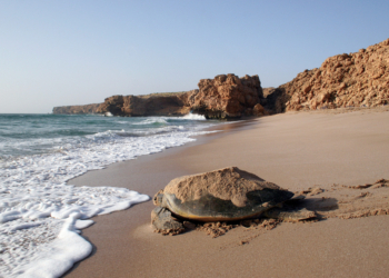 sh Sharqiyah - Turtle on the beach, Ras Al Jinz, Turtle reserve © Ministry of Heritage & Tourism Sultanate of Oman