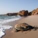 sh Sharqiyah - Turtle on the beach, Ras Al Jinz, Turtle reserve © Ministry of Heritage & Tourism Sultanate of Oman