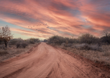 © Lotsane Signature Collection