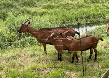Bild: Marktgemeinde Götzis