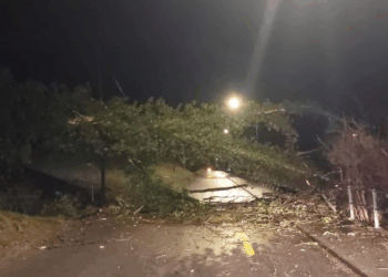 In Gamprin ist ein Baum umgestürzt. Bild: Landespolizei