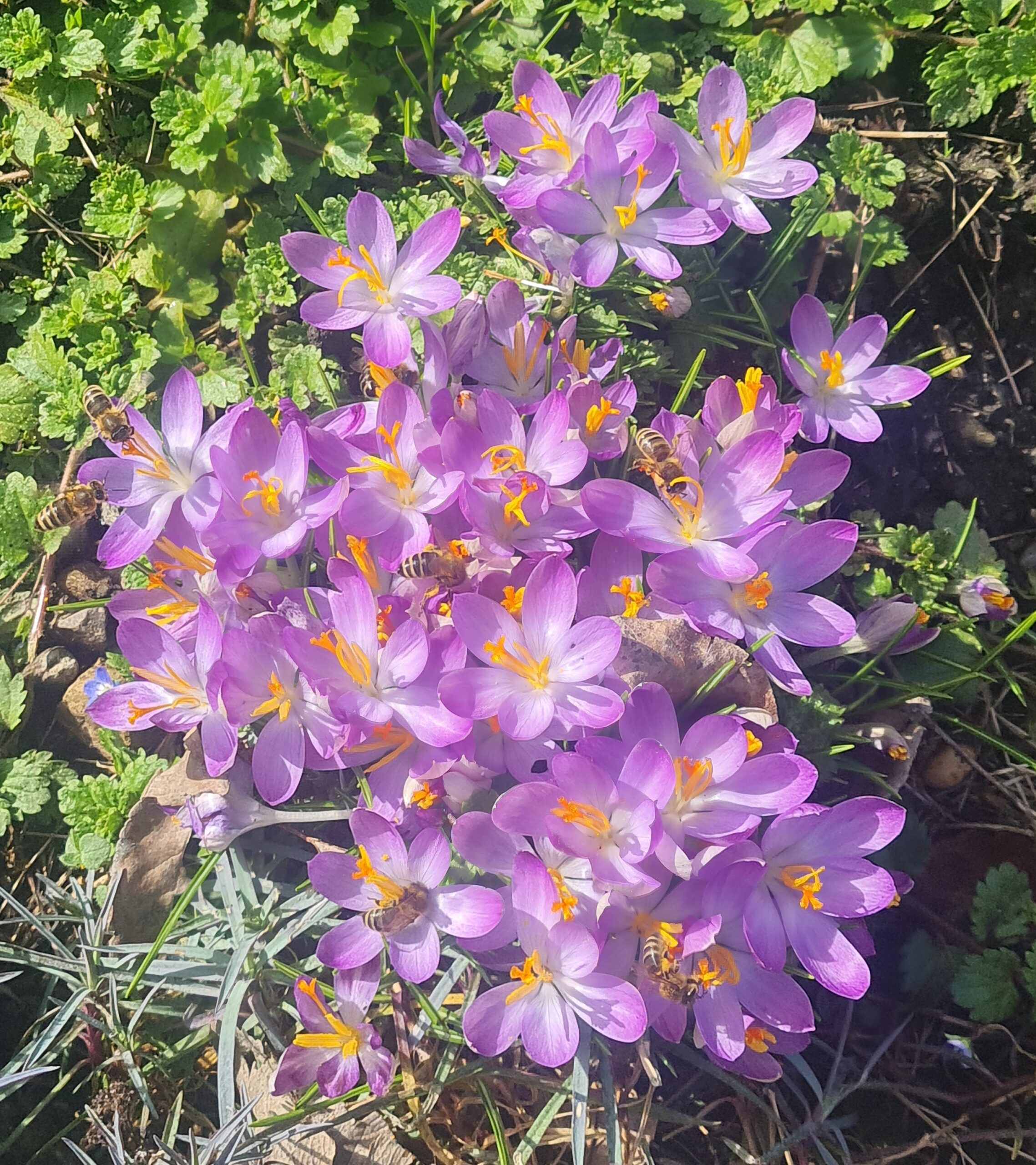 Foto: Albert Wittwer