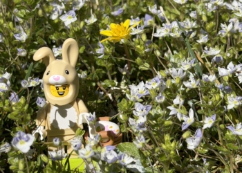 Osterhase im Gras. Symbolbild: Gsi.News