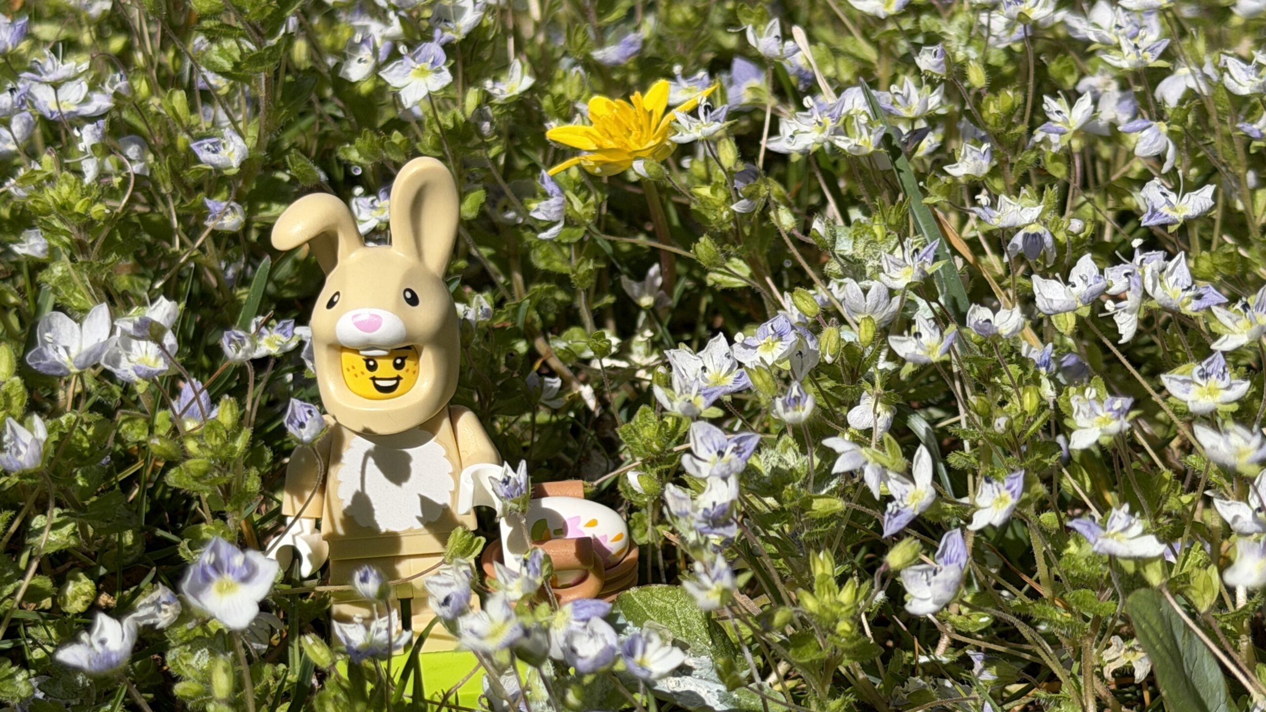 Osterhase im Gras. Symbolbild: Gsi.News