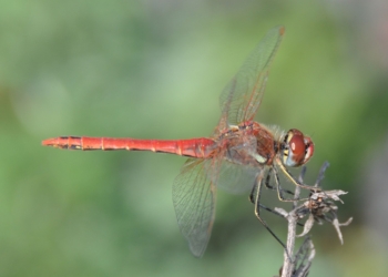 Fotonachweis: inatura: sympetrum-fonscolombii_2017-06-02_5969-mirrored_jgf