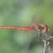 Fotonachweis: inatura: sympetrum-fonscolombii_2017-06-02_5969-mirrored_jgf