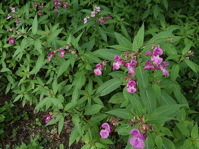 Drüsiges Springkraut © Stadt Feldkirch