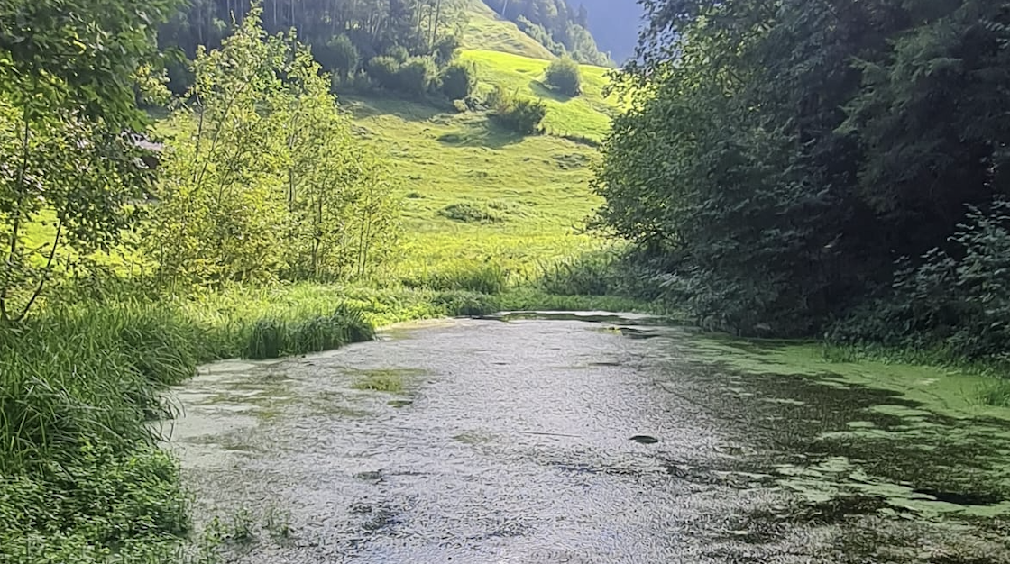 Holda Moos in Au, Bregenzwerald. Bild: Albert Wittwer